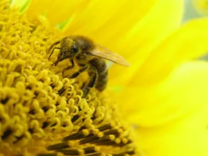 Как да съхранявате пчелен прашец