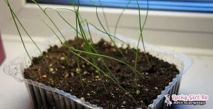 Как да расте праз характеристики за отглеждане на семена в зависимост от сорта