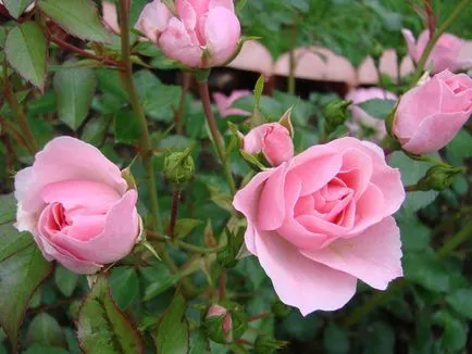 Как да расте една роза от букета, клюки онлайн