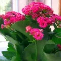 Kalanchoe Calandiva de îngrijire la domiciliu și de reproducere, fotografie și video