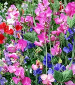 Törpe hortenzia virágoskert lakója a mi párkányok - hortenzia, proiskhodzhenie,