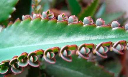 Kalanchoe prostatita la metode de utilizare