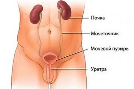 Calcifierea prostatei cauze, simptome si tratament pentru