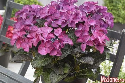 Dwarf hortensie floare de grădină pe pervaz locuitorul nostru - Hydrangea, proiskhodzhenie,