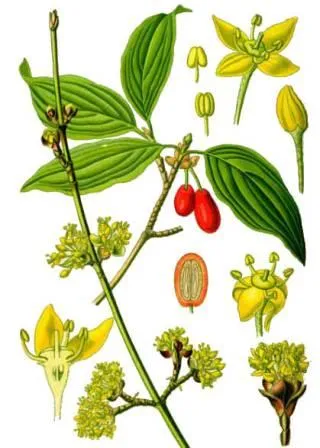 Dogwood, tratamentul Dogwood