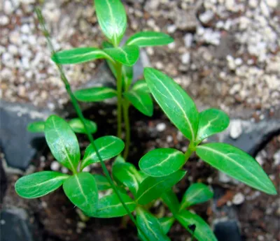 Catharanthus rózsaszín vagy télizöld szükséges ellátást és termesztése magok otthon