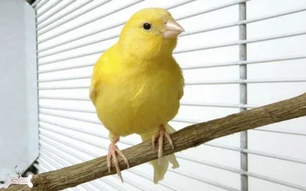 Cage canari