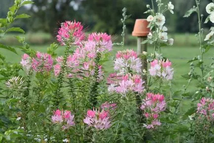 plantare Cleomenes și de îngrijire în câmp deschis, foto, video