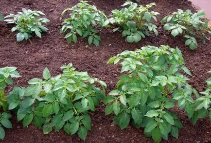 Cartofi Descrierea Romano a soiului, caracteristicile, avantajele, condițiile și regulile de plantare, comentarii,