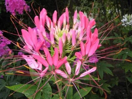 Cleomenes - Grand flori în grădină, descrierea și cultivarea