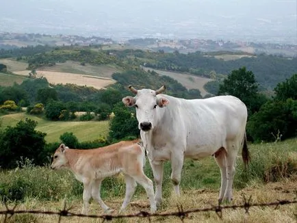 vaci de rasa Kianskaya - agroxxi