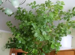 houseplant mesteacăn