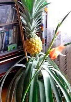 cultivare Cameră ananas, îngrijire, reproducere - natura care ne înconjoară, fapte cognitive