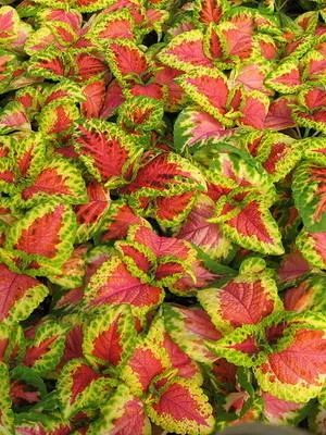 Blume Coleus cultivare, înmulțire, soiuri