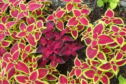 Blume Coleus termesztés, szaporítás fajták