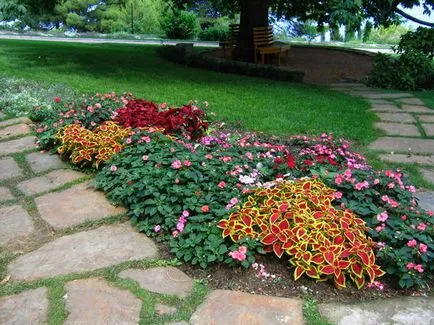 Blume Coleus termesztés, szaporítás fajták