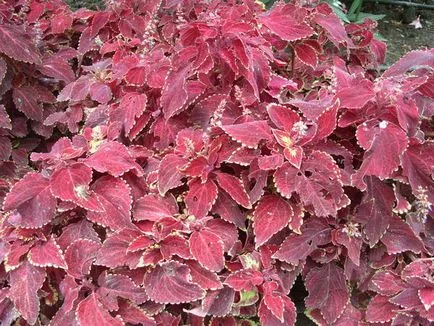 Blume Coleus cultivare, înmulțire, soiuri