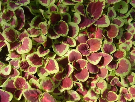 Blume Coleus cultivare, înmulțire, soiuri