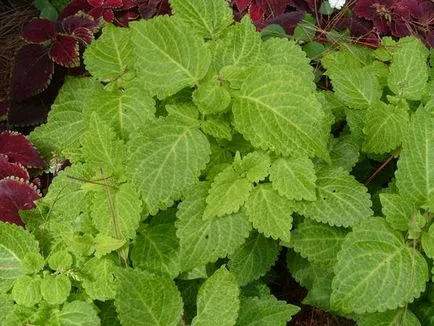 Blume Coleus termesztés, szaporítás fajták