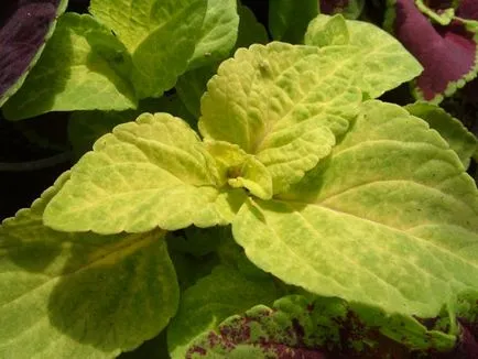 Blume Coleus cultivare, înmulțire, soiuri