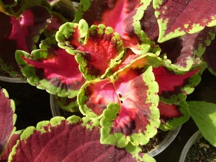 Blume Coleus cultivare, înmulțire, soiuri