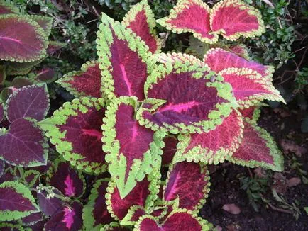 Blume Coleus termesztés, szaporítás fajták