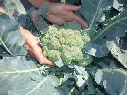 Atunci când taie broccoli