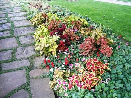 Blume Coleus cultivare, înmulțire, soiuri