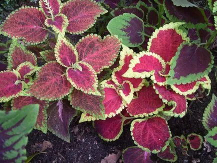 Blume Coleus termesztés, szaporítás fajták