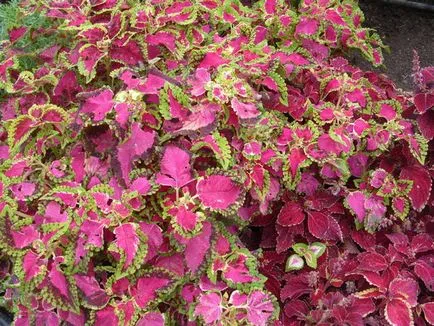 Blume Coleus cultivare, înmulțire, soiuri