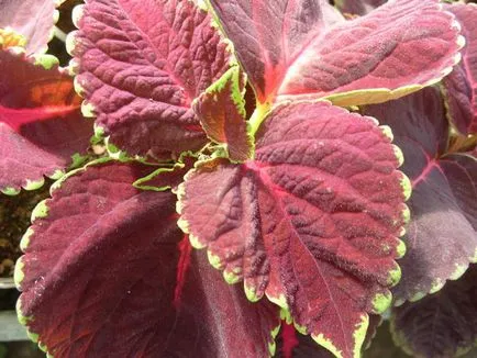 Blume Coleus termesztés, szaporítás fajták