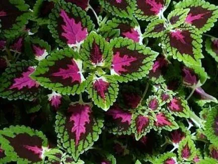 Coleus Blum și în special cultivarea ei