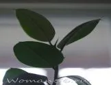 Ficus Еластика грижи