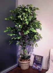 Ficus benjamina