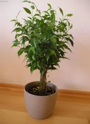 Ficus benjamina