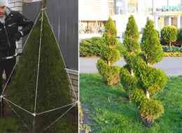 Topiary растения, съвети