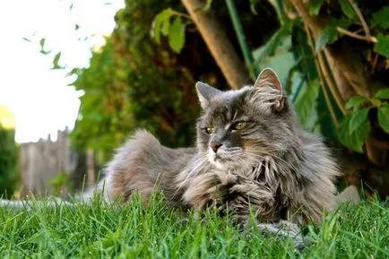 Ezek a macskák Maine Coon, ellopja a szíved egy második, ideiglenes tartózkodási