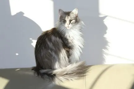 Aceste pisici Maine Coon, va fura inima ta într-o a doua reședință, temporară