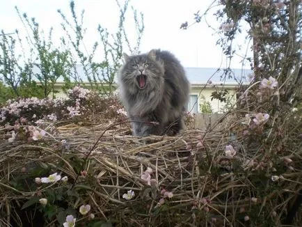 Ezek a macskák Maine Coon, ellopja a szíved egy második, ideiglenes tartózkodási