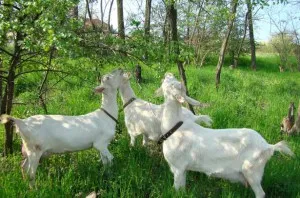 Кози в селското стопанство - celhozportal