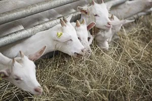 Кози в селското стопанство - celhozportal