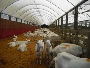 Caprele în agricultură - celhozportal