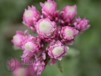 Antennaria dioica növény, alkalmazás, értékelés, előnyös tulajdonságokkal