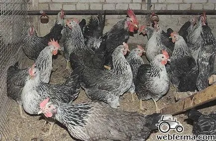 Kotlyarevskaya fajta csirkék leírás, műszaki és válaszok a gazdák
