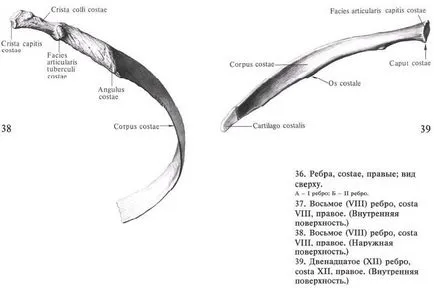 Костите на гръдния кош - лекар енциклопедия