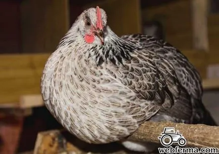 Kotlyarevskaya fajta csirkék leírás, műszaki és válaszok a gazdák