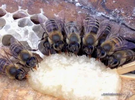 Хранене пчели захарен сироп - хранене правила, защо пчелите не ядат сироп - 