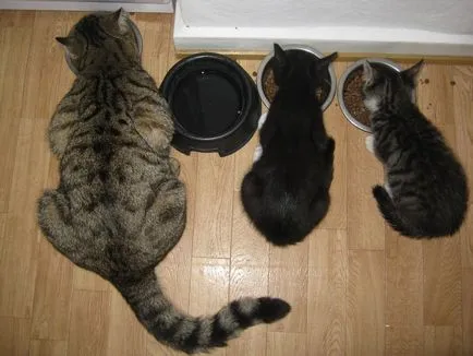 mâncare pentru pisici