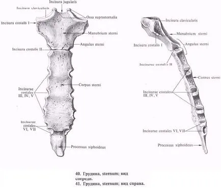 Костите на гръдния кош - лекар енциклопедия