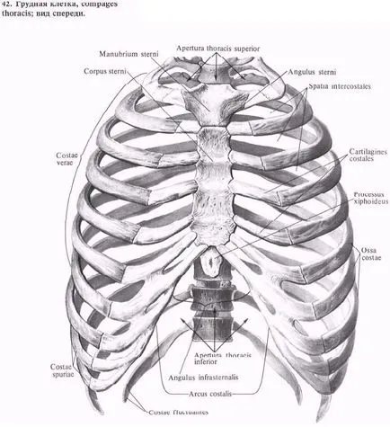 Костите на гръдния кош - лекар енциклопедия